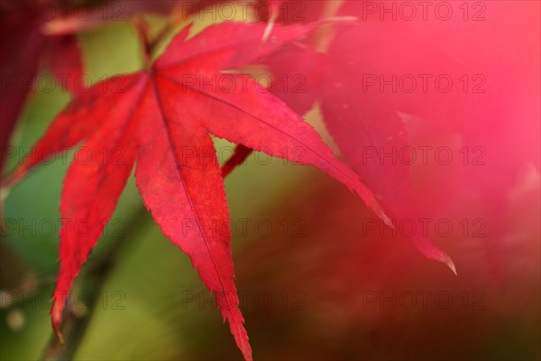 Japanese Maple