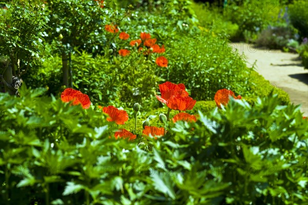 Poppies