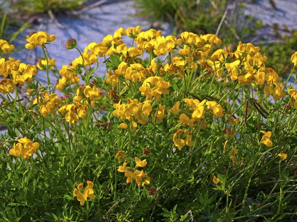 Birds-foot trefoil