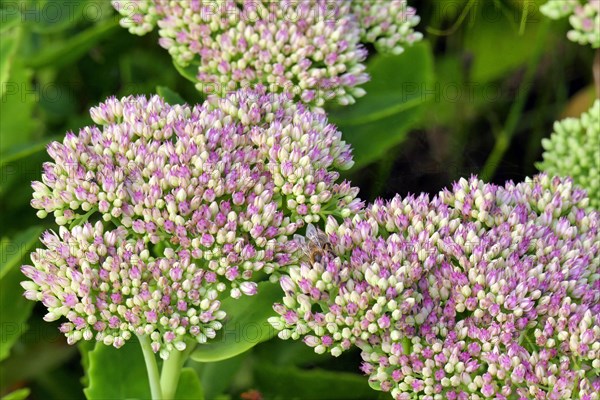 Red stonecrop