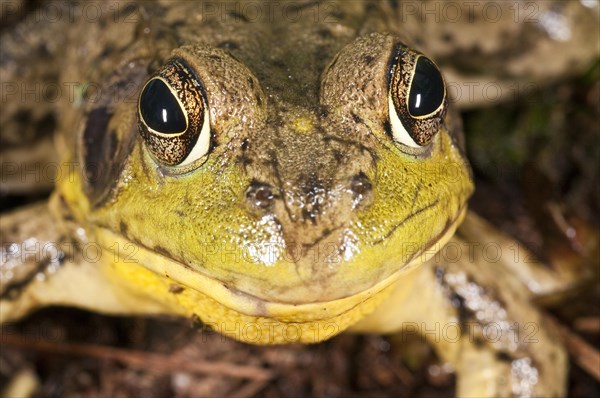 Green frog