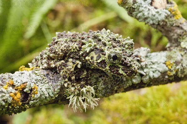 The Mossy Frog