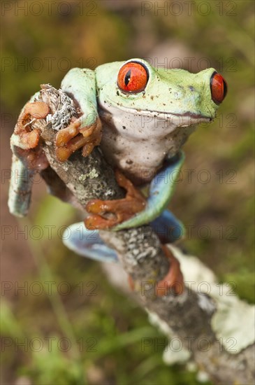 Red-eyed tree frog