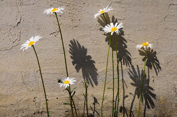 Ox-eye daisy