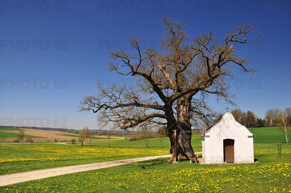 Chapel of St Anthony in Haselbach