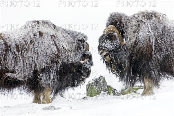 Muskox