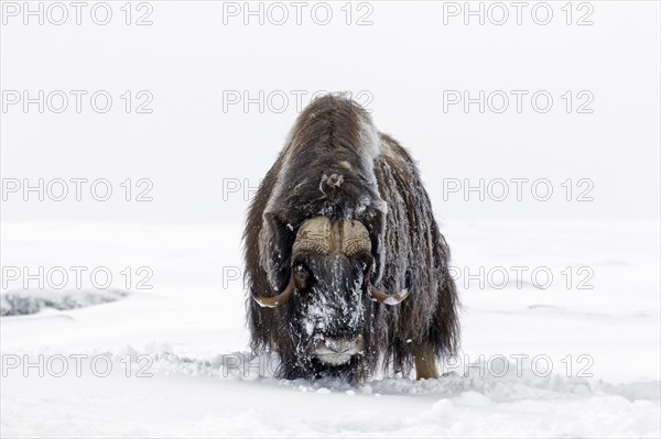 Muskox