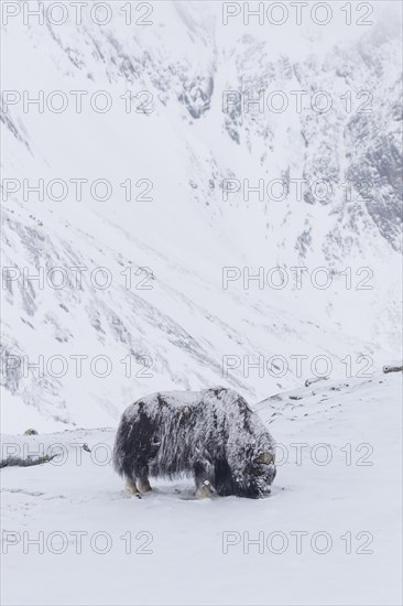 Lone muskox