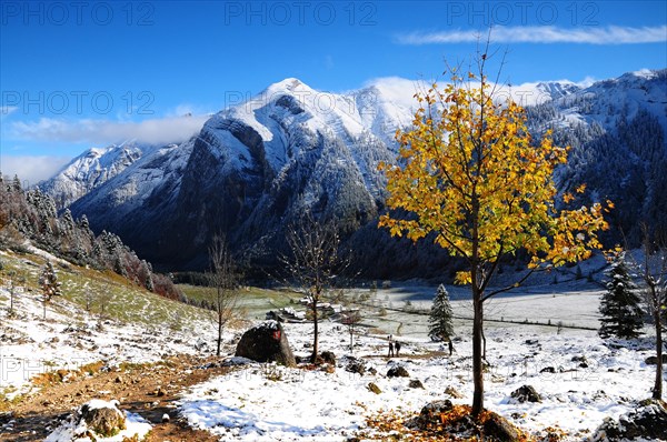 Sycamore maple in the first snow