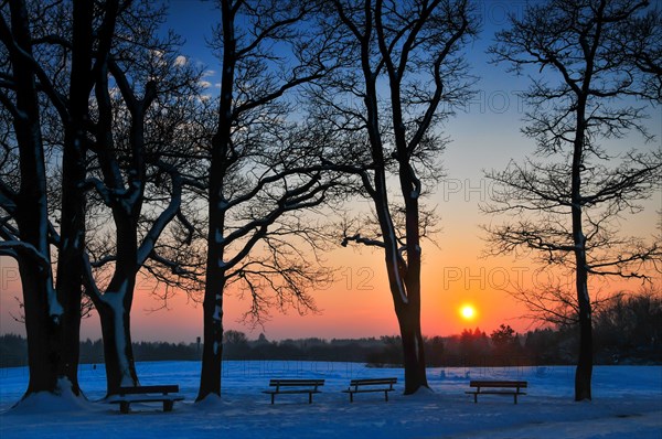 Group of trees with park benches