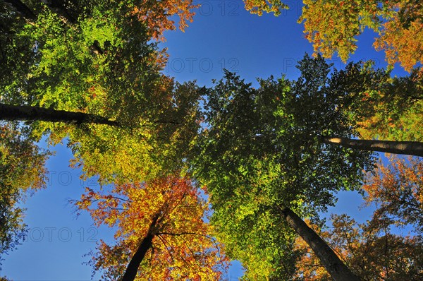 Autumn forest from below