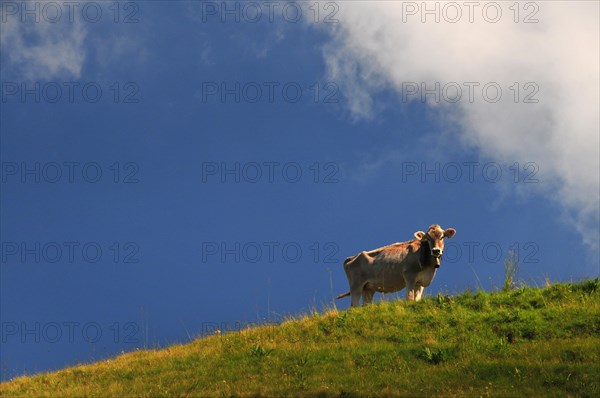 Cows on a mountain pasture in Allgaeu