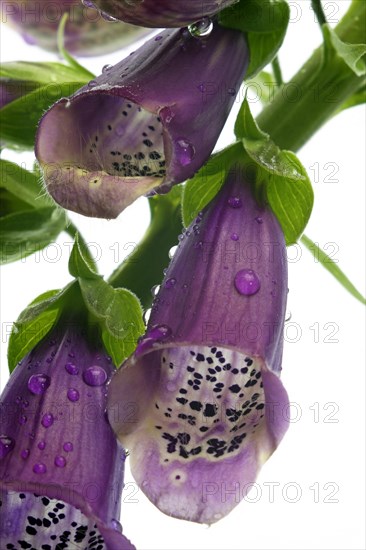 Common foxglove