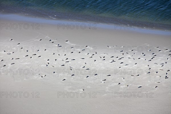 Aerial view of Common Seal