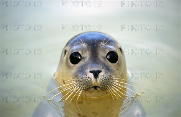Close up of juvenile harbour seal