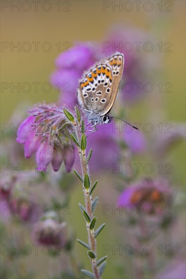 Silver-studded blue