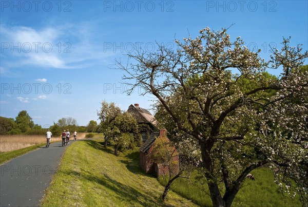 Thatched roof house and bread baking house behind the Lesum dyke in Werderland