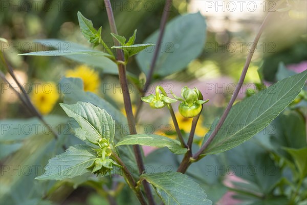 Main and secondary flower buds on a dahlia plant