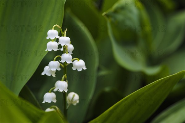 lily of the valley