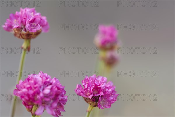 (Armeria maritima), nifty thrifty