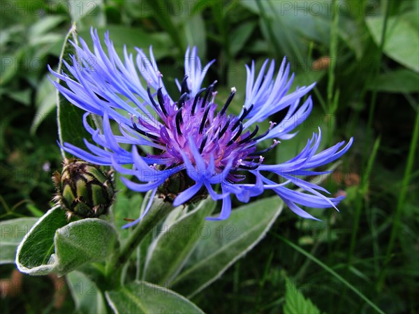 Brown knapweed