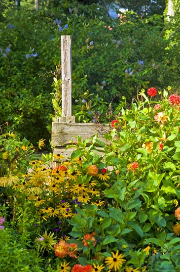 Various garden flowers