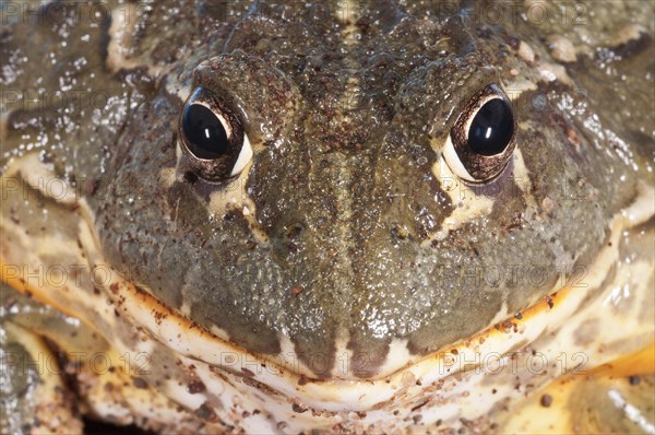 African bullfrog