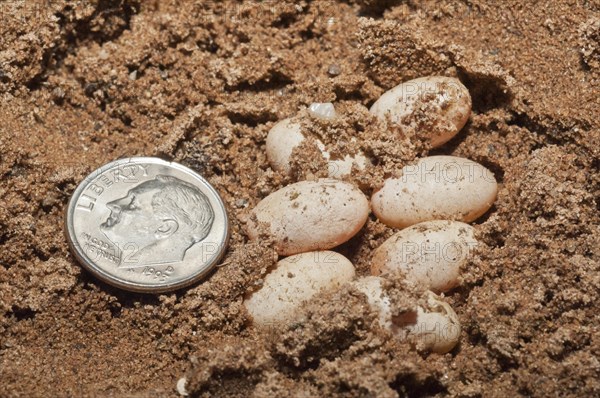 Prairie skink eggs