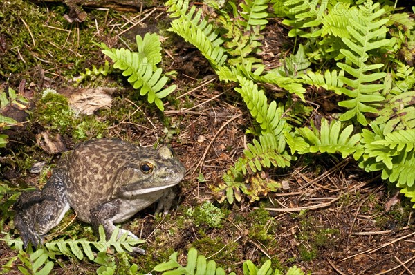 Bullfrog