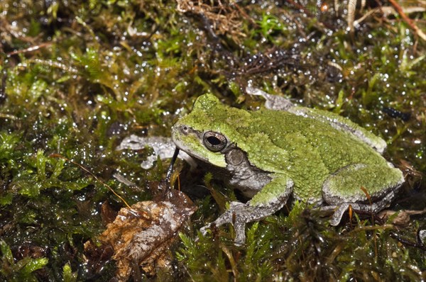 Eastern gray tree frog