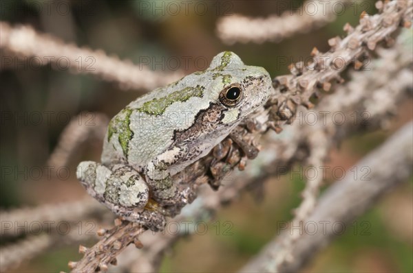 Eastern gray tree frog