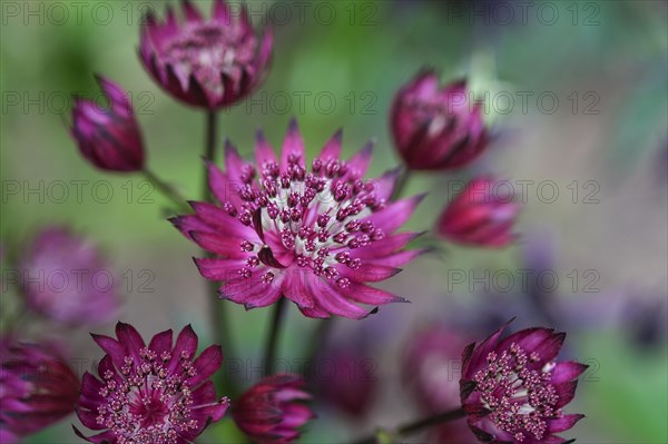 (Astrantia) major claret, Hatties pincushion, Masterwort