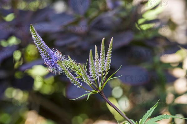 Veronicastrum virginicum Fascination culvers root