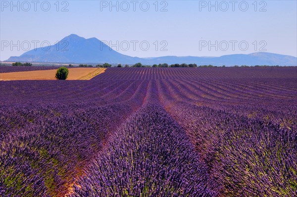 Common lavender