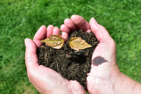 Plant shoot in hands forming a heart shape