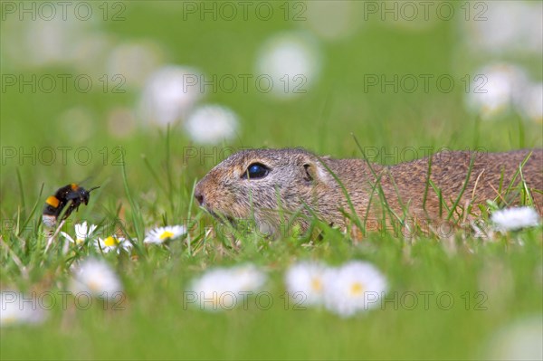 European ground squirrel