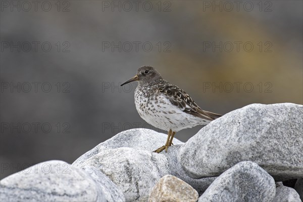 Purple sandpiper