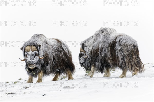 Muskox