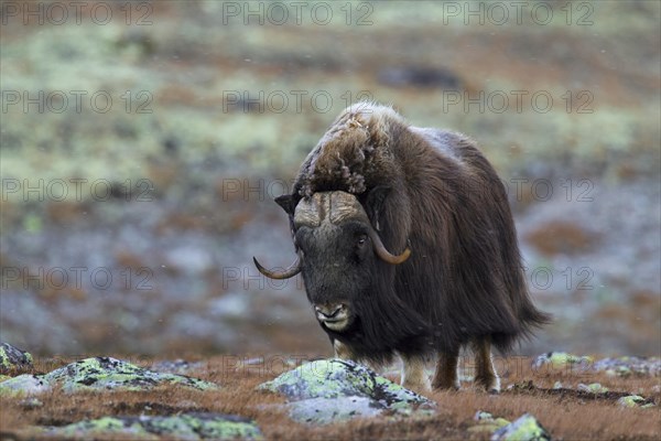 Muskox