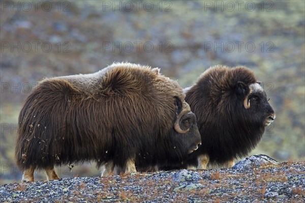 Muskox