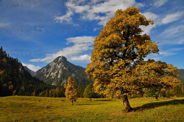 The Wanker spot above Halblech