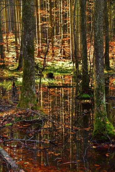 Autumn-coloured mixed forest reflected in a pond in the Westliche Waelder nature park Park near Ausgburg