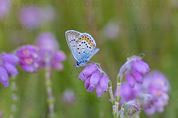 Silver-studded blue