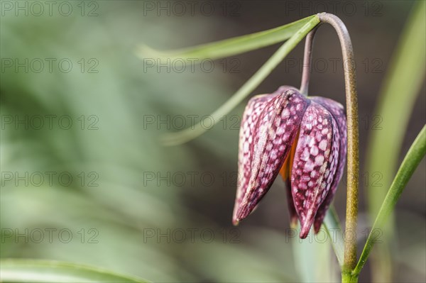 (Fritillaria meleagris), snakes head fritillary