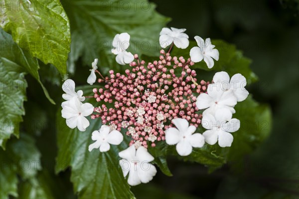 Viburnum sargentii onondaga