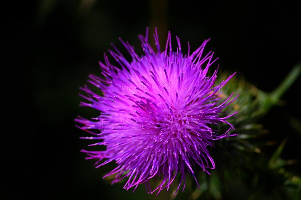 Thistle