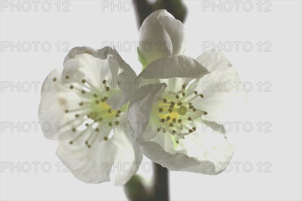 Branch of a sour cherry with blossoms