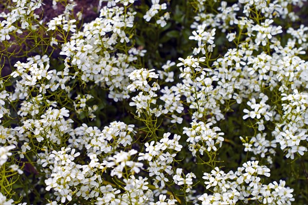 Garden rockcress