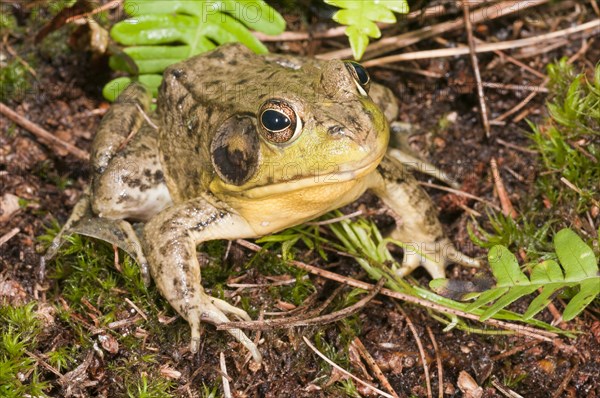 Green frog