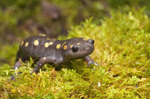 Spotted salamander